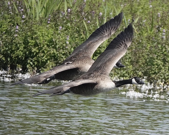 Canada goose
